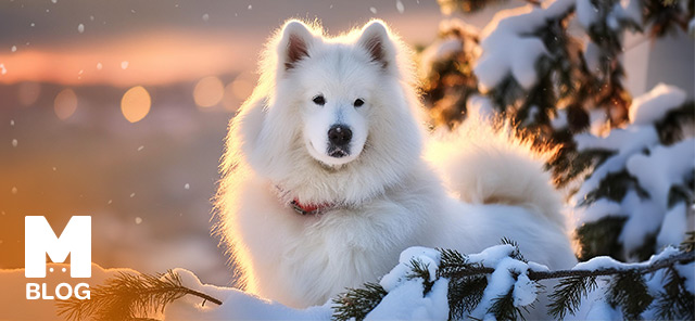 Samoyed Köpek Cinsi Özellikleri ve Bakımı