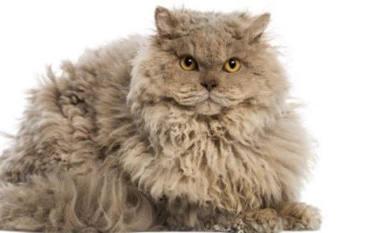 Selkirk Rex Kedi Irkı ve Özellikleri