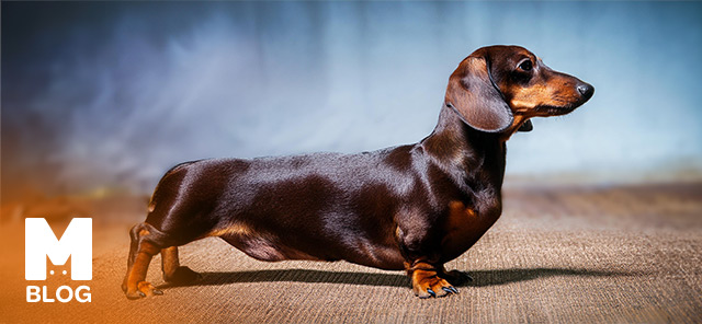 Sosis Köpek (Dachshund) Irkı Özellikleri, Bakımı ve Eğitimi