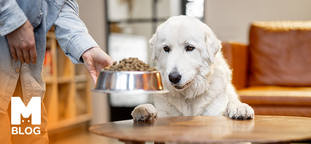 Tahılsız Köpek Mamalarının Farkı ve Faydaları