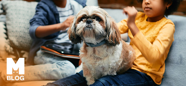 Terrier Köpekleri Hakkında Bilmeniz Gerekenler