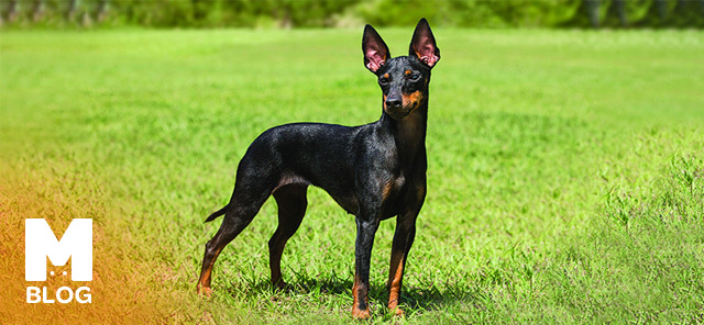 Toy Manchester Terrier Özellikleri ve Bakımı