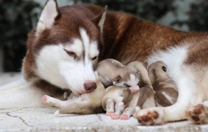 Yavru Köpek Annesinden Ne Zaman Ayrılmalı?