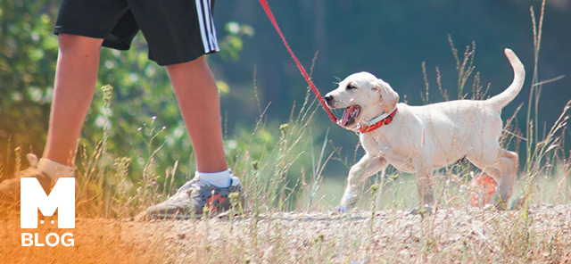 Yavru Köpekler Dışarıya Ne Zaman Çıkarılır?