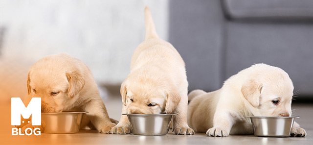 Yavru Köpekler Neler Yer?