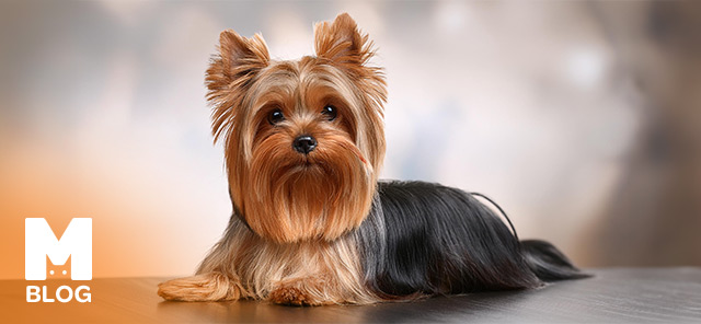 Yorkshire Terrier Irkı Özellikleri, Bakım ve Eğitim İpuçları